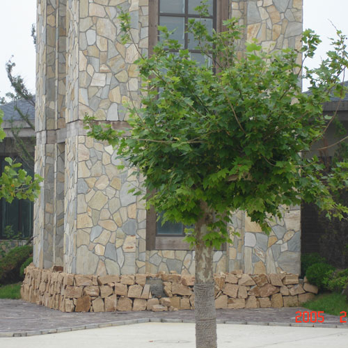 Slate and Quartzite,Flagstone Slate,Yellow Slate